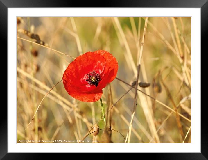 Wild Poppy Framed Mounted Print by Julie Ormiston