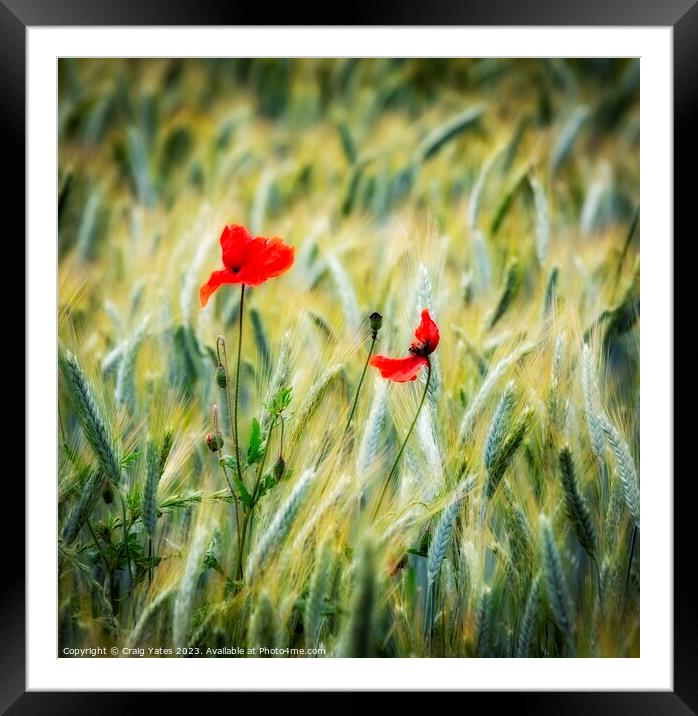 Lonely Poppies. Framed Mounted Print by Craig Yates
