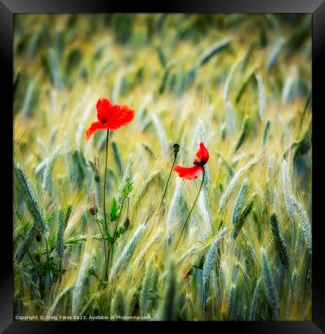 Lonely Poppies. Framed Print by Craig Yates
