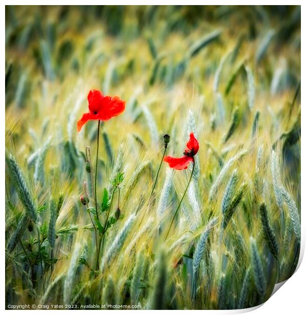 Lonely Poppies. Print by Craig Yates