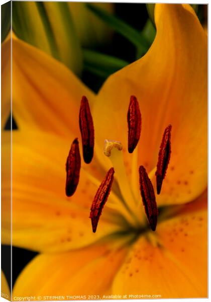 Stigma & Antlers - Yellow Asiatic Lily Canvas Print by STEPHEN THOMAS