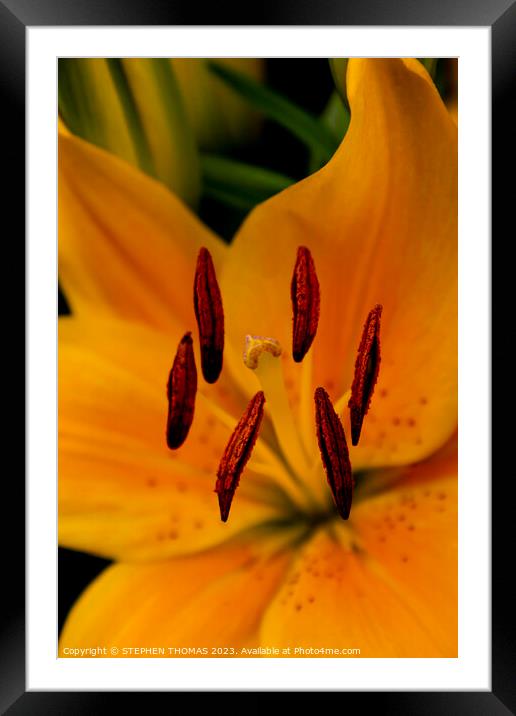 Stigma & Antlers - Yellow Asiatic Lily Framed Mounted Print by STEPHEN THOMAS