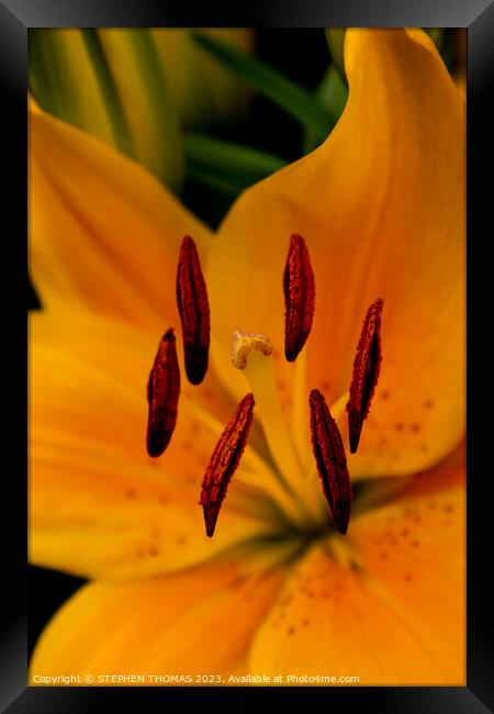 Stigma & Antlers - Yellow Asiatic Lily Framed Print by STEPHEN THOMAS