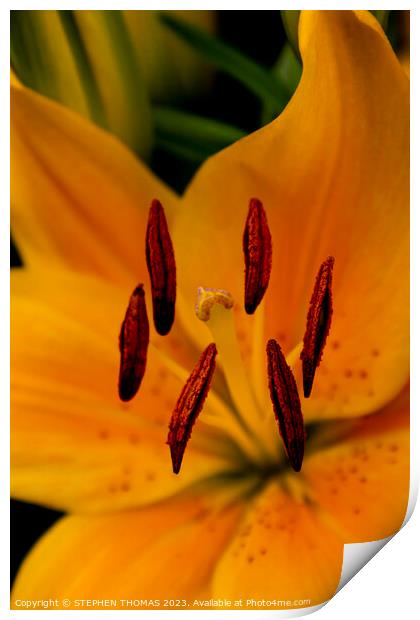 Stigma & Antlers - Yellow Asiatic Lily Print by STEPHEN THOMAS