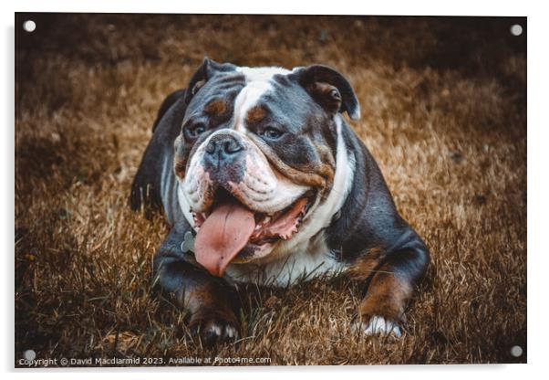 Olde English Bulldogge Acrylic by David Macdiarmid