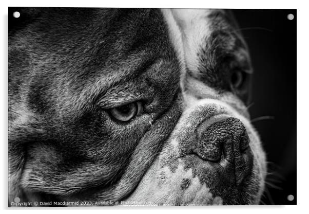 Olde English Bulldogge (Black & White) Acrylic by David Macdiarmid