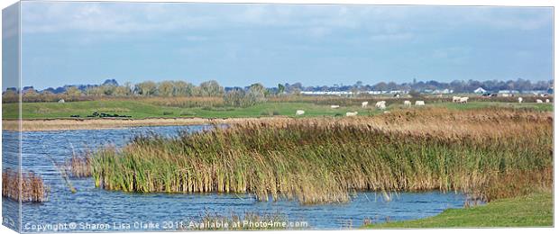 Rye nature reserve Canvas Print by Sharon Lisa Clarke