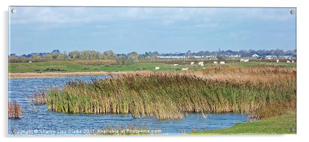 Rye nature reserve Acrylic by Sharon Lisa Clarke