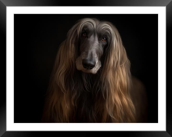 Afghan Hound Framed Mounted Print by Steve Smith