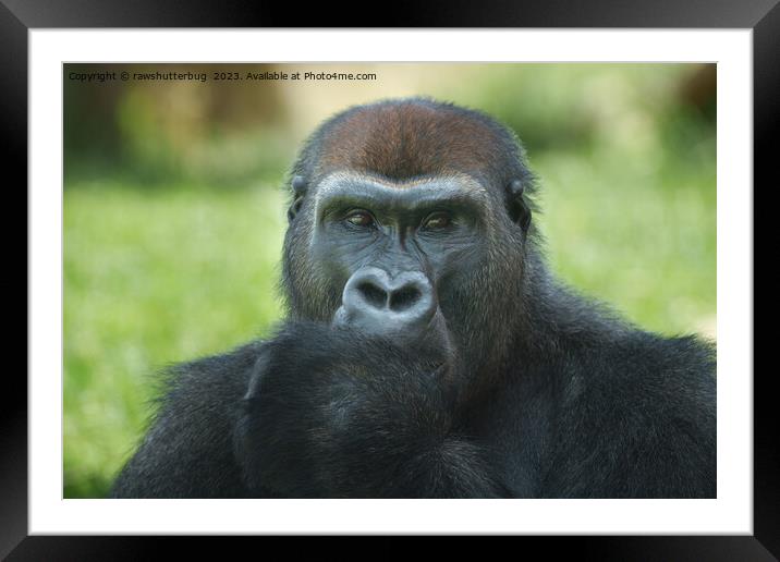 Adorable Thumb-Sucking Gorilla Seeks a Loving Home Framed Mounted Print by rawshutterbug 