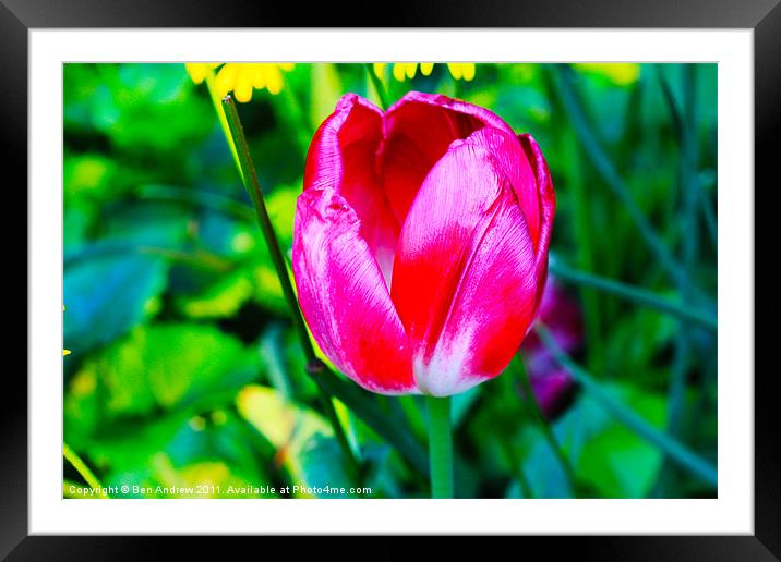 Tulips of London Framed Mounted Print by Ben Andrew