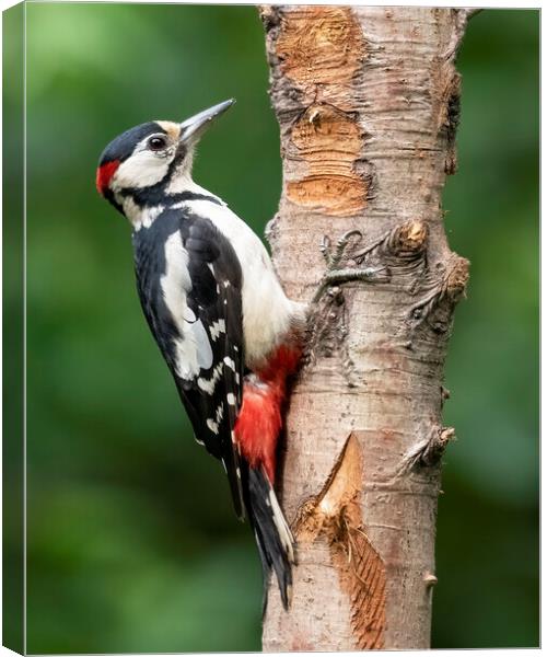 Great Spotted Woodpecker Canvas Print by Jonathan Thirkell