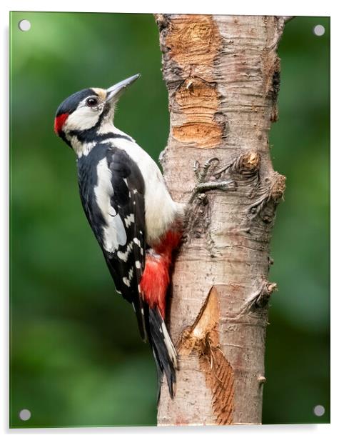 Great Spotted Woodpecker Acrylic by Jonathan Thirkell