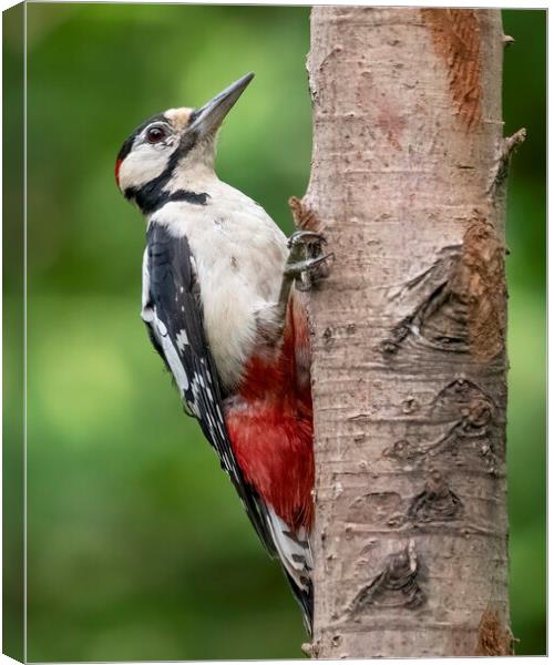 Great Spotted Woodpecker posing Canvas Print by Jonathan Thirkell
