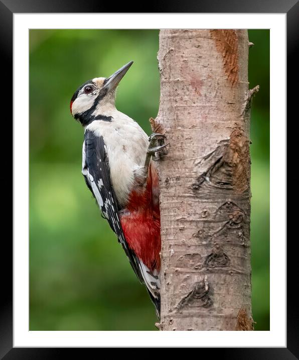 Great Spotted Woodpecker posing Framed Mounted Print by Jonathan Thirkell