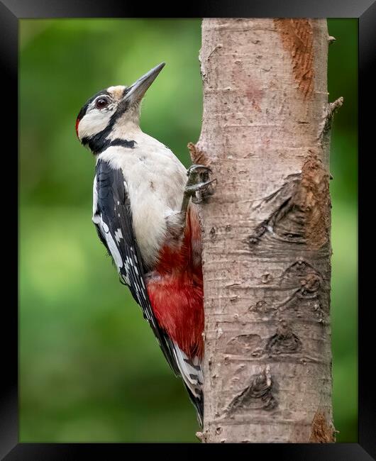Great Spotted Woodpecker posing Framed Print by Jonathan Thirkell