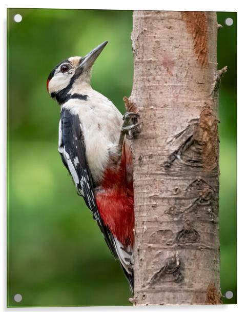 Great Spotted Woodpecker posing Acrylic by Jonathan Thirkell