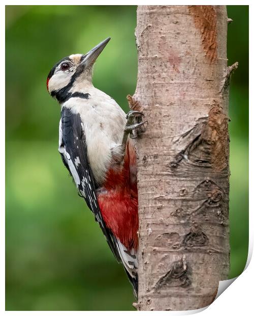 Great Spotted Woodpecker posing Print by Jonathan Thirkell