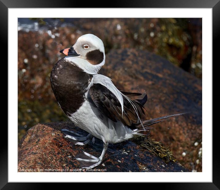 Graceful Long-Tailed Duck Framed Mounted Print by Tom McPherson