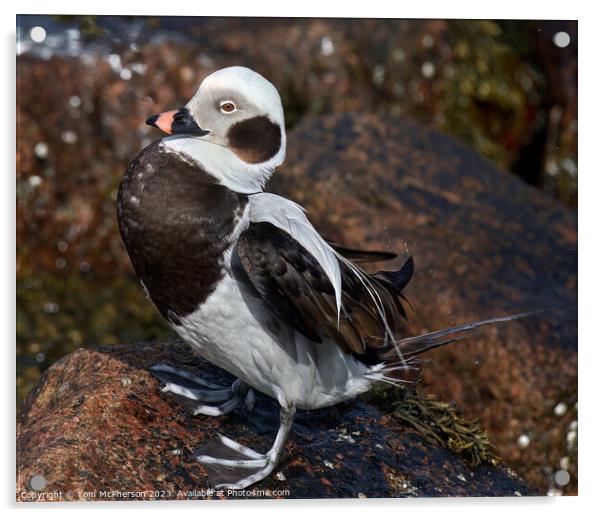 Graceful Long-Tailed Duck Acrylic by Tom McPherson