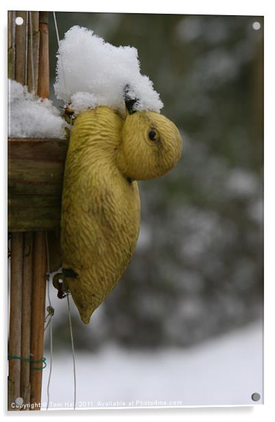 Duck a la Snow Acrylic by Tom Hall