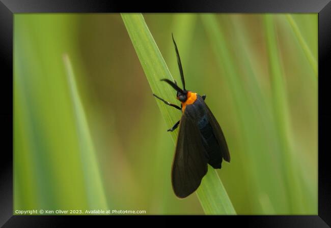 "Emerald Elegance: The Enchanting Scape Moth" Framed Print by Ken Oliver