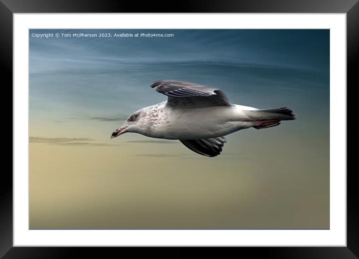 Gull in Flight Framed Mounted Print by Tom McPherson