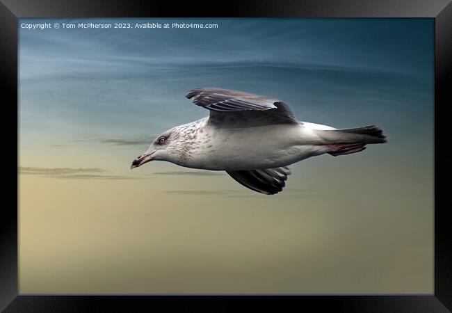 Gull in Flight Framed Print by Tom McPherson