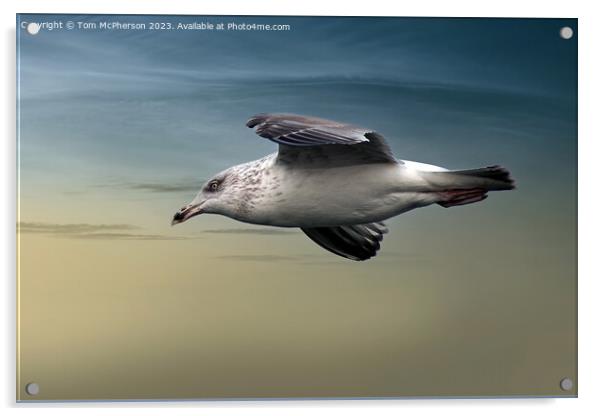 Gull in Flight Acrylic by Tom McPherson