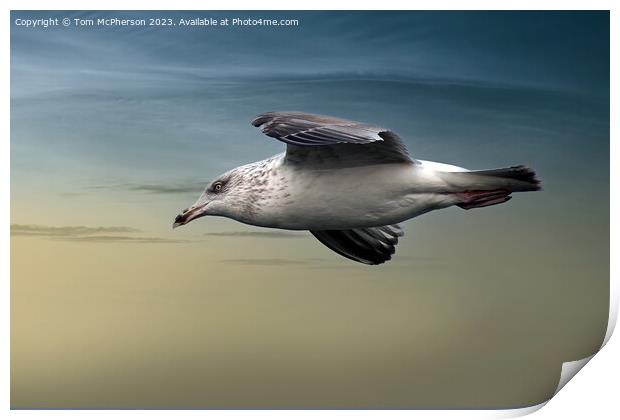 Gull in Flight Print by Tom McPherson