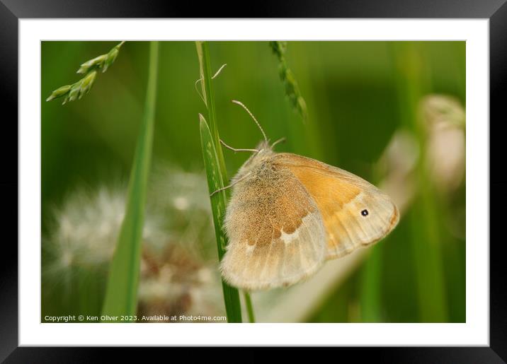 Delicate Dance of the Common Ringlet Butterfly Framed Mounted Print by Ken Oliver