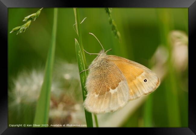 Delicate Dance of the Common Ringlet Butterfly Framed Print by Ken Oliver