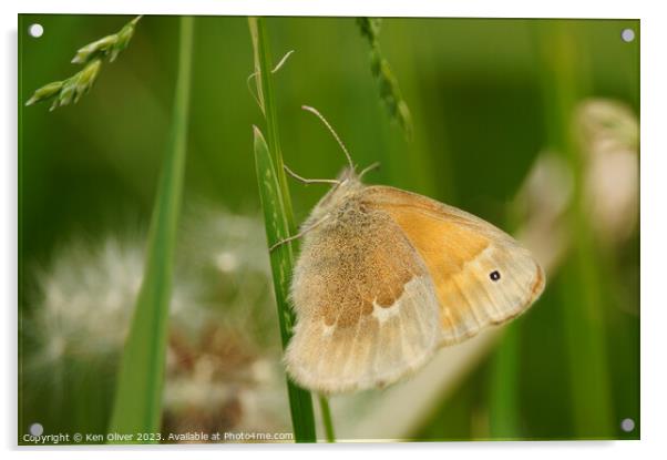 Delicate Dance of the Common Ringlet Butterfly Acrylic by Ken Oliver