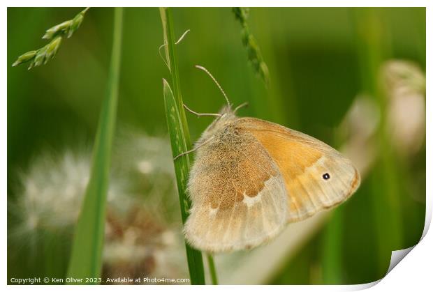 Delicate Dance of the Common Ringlet Butterfly Print by Ken Oliver