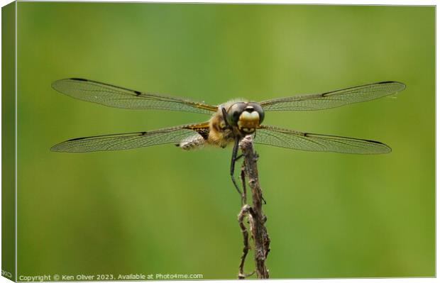 Enchanting Dance of the Four-Spotted Skimmer Canvas Print by Ken Oliver