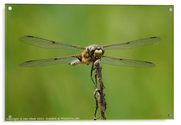 Enchanting Dance of the Four-Spotted Skimmer Acrylic by Ken Oliver