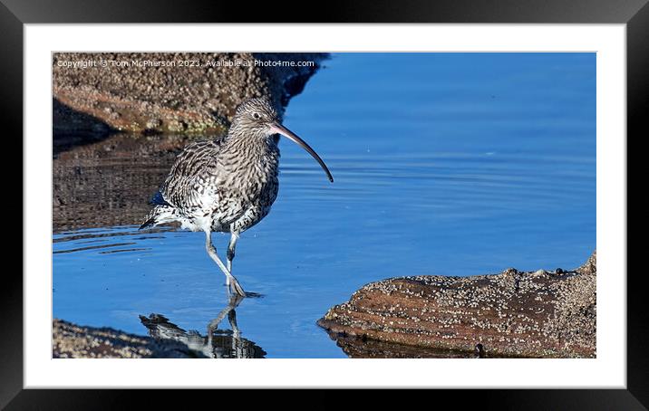 Serene Curlew in the Rock Pool Framed Mounted Print by Tom McPherson