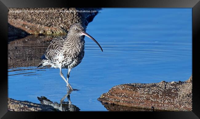 Serene Curlew in the Rock Pool Framed Print by Tom McPherson