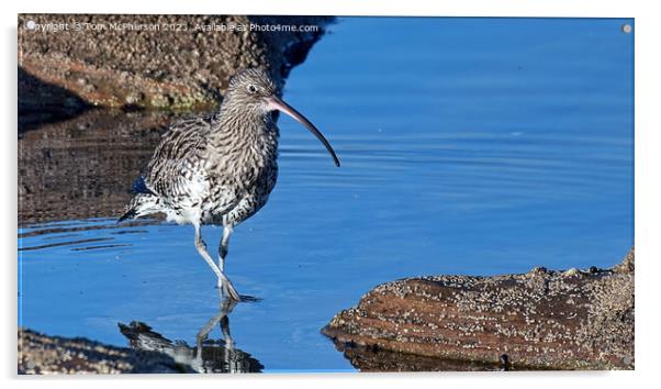 Serene Curlew in the Rock Pool Acrylic by Tom McPherson