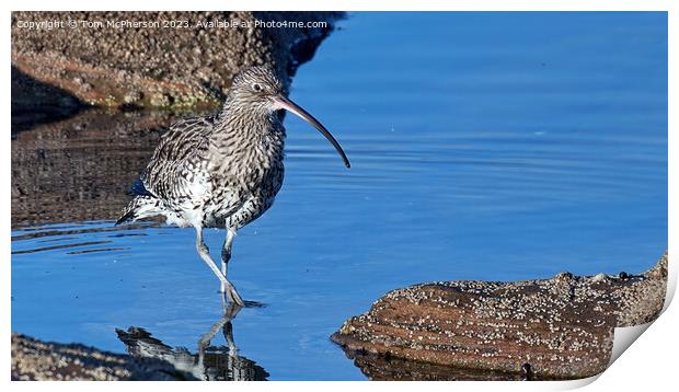 Serene Curlew in the Rock Pool Print by Tom McPherson