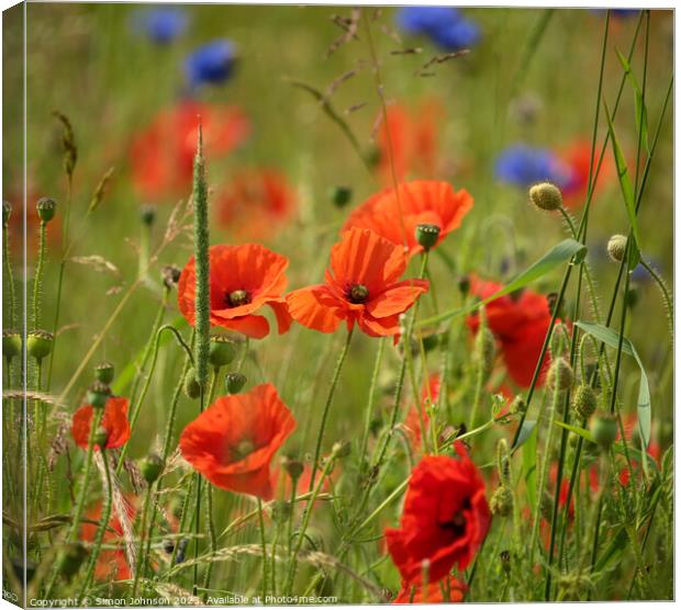 wind blown poppies and corn flowers Canvas Print by Simon Johnson