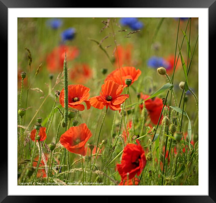 wind blown poppies and corn flowers Framed Mounted Print by Simon Johnson