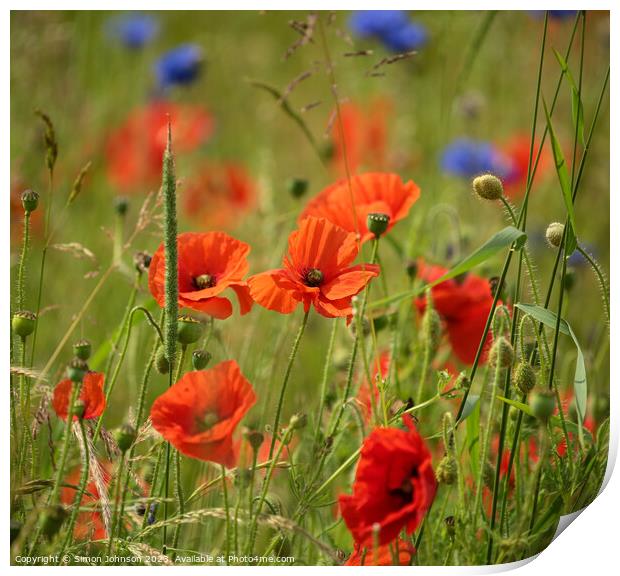 wind blown poppies and corn flowers Print by Simon Johnson