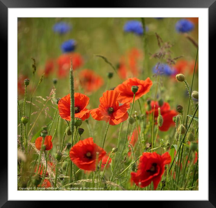 Poppies and cornflower Framed Mounted Print by Simon Johnson