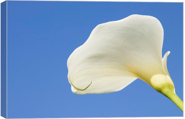 Arum lily  Canvas Print by Kevin Howchin