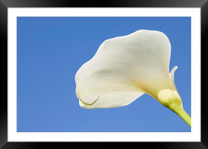 Arum lily  Framed Mounted Print by Kevin Howchin