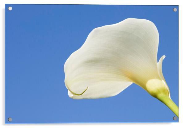 Arum lily  Acrylic by Kevin Howchin