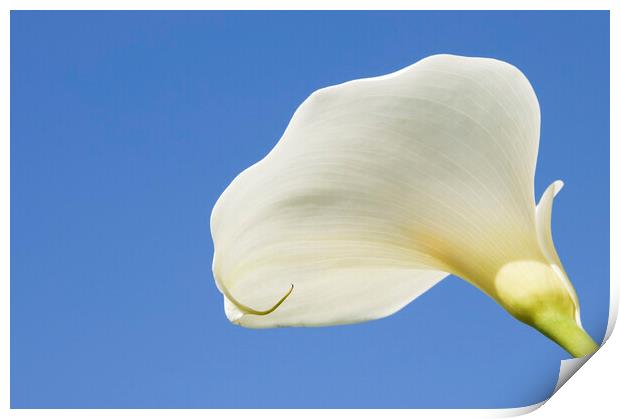Arum lily  Print by Kevin Howchin