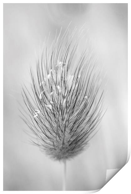Hare's-tail grass flower head Print by Kevin Howchin