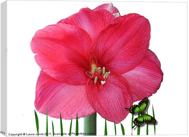 Amaryllis Canvas Print by Laura Jarvis